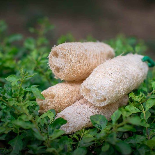 EcoFreaky Natural Loofah - EcoFreaky